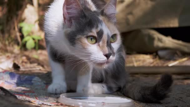 Бездомний триколор Голодний кіт п'є молоко з кришки на лісі. 4K. Повільний рух — стокове відео
