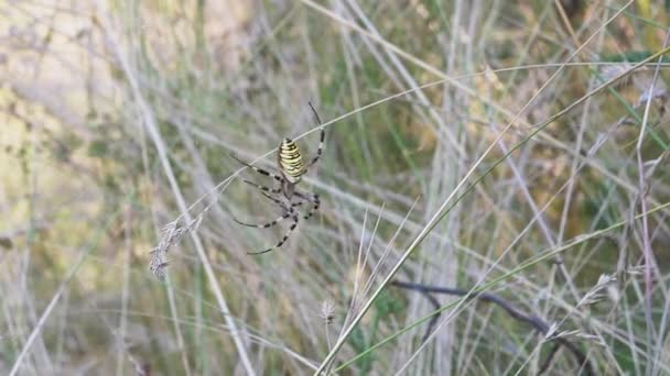 Wasp Spider Argiope Bruennichi Wiggles in a Web Waiting for Prey. Acercar. De cerca. — Vídeo de stock