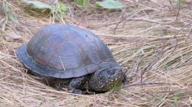 Avrupa Gölet Kaplumbağası Yapay Orman 'da Kuru Çayırda Oturuyor. Yakınlaştır. Kapat.