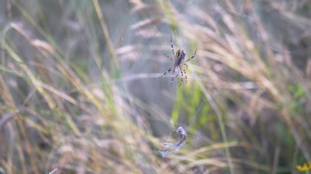 Spider Wasp τρώει σε ένα Web μια πιασμένη μύγα και Dragonfly. Αργή κίνηση — Αρχείο Βίντεο
