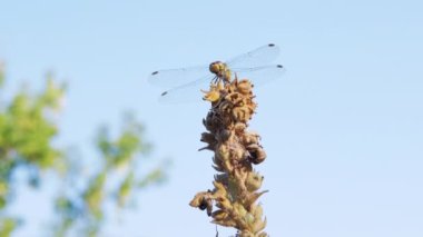 Sarı Yusufçuk kurak bir çiçekte oturur, Yeşil Ormanda Sway 'ler. Büyüt