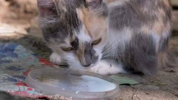 Gato hambriento sin hogar Tricolor bebe leche de la tapa del bosque. Movimiento lento — Vídeos de Stock