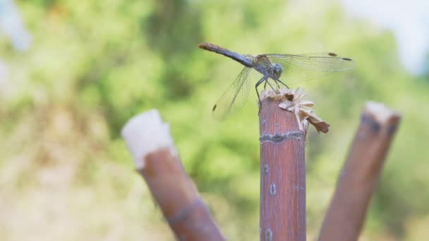 Yellow Dragonfly Senta-se em um ramo seco, descansando com asas dobradas. Zoom. Fechar — Vídeo de Stock