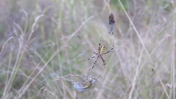 Осиный паук сидит в паутине с пойманной стрекозой и мухой. Медленное движение. Закрыть — стоковое видео