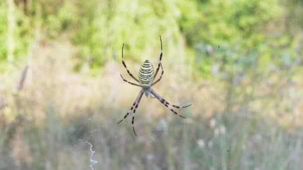 La araña avispa se sienta en una web esperando a su presa. 4K. De cerca. Movimiento lento — Vídeos de Stock