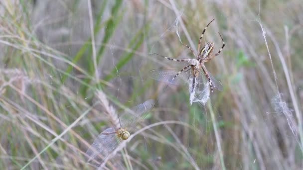 Spider Wasp Eats in a Web a Caught Dragonfly in a Cocoon. 4K. Slow motion — Stock Video