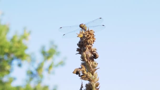 Libélula amarilla se sienta en una flor seca, se balancea en el viento en el bosque verde. 4K — Vídeos de Stock