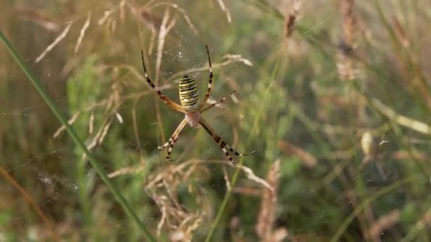 La araña avispa se sienta en una web esperando a su presa. 4K. De cerca. — Vídeos de Stock