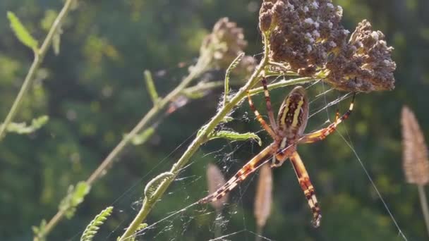 Wasp Spider senta-se numa teia à espera de presas. Zoom. Fecha. Movimento lento — Vídeo de Stock