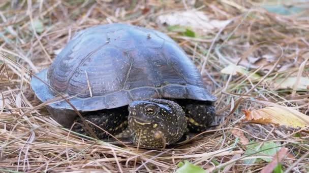 Żółw europejski siedzi w suchej trawie w lesie liściastym. Powiększ. Zamknij się. — Wideo stockowe