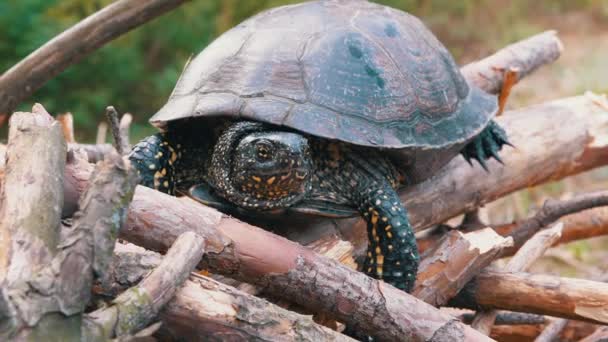 European Pond Turtle Sits on Dry Logga in Lövskog. 4K. Närbild — Stockvideo