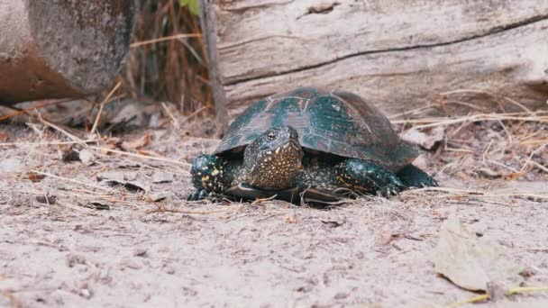 Żółw europejski siedzi na suchym brudnym piasku w lesie. 4K. Zamknij się. — Wideo stockowe