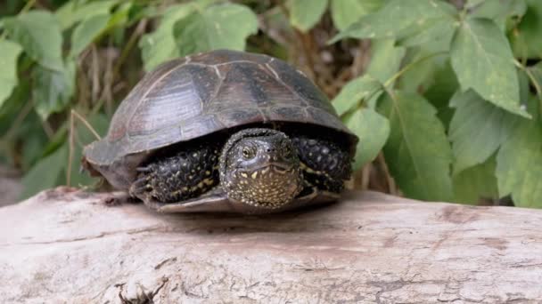 European Pond Turtle Sits on Dry Log in Floresta Caduca. 4K. Fechar — Vídeo de Stock