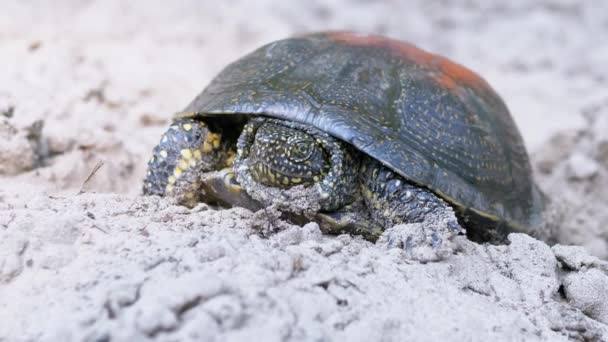 Portrait of a River Land Turtle on Sandy Bank of River. 4K. Close up. — Stock Video