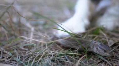 Kedi Pençeli Pençeli Küçük Yeşil Kertenkele 'ye Saldırıyor. Kapat.