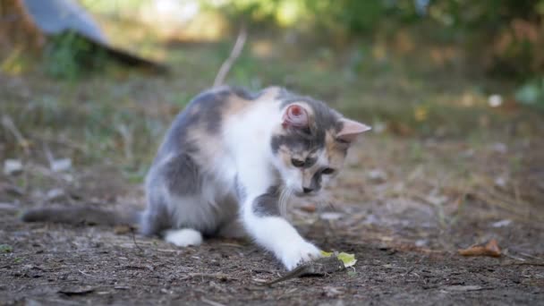 Gato callejero juega y ataca a un lagarto en la hierba en el bosque. Movimiento lento — Vídeo de stock