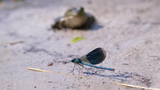 Grenouille verte affamée se trouve sur le sable près de la rivière et regarde la libellule. Gros plan — Video