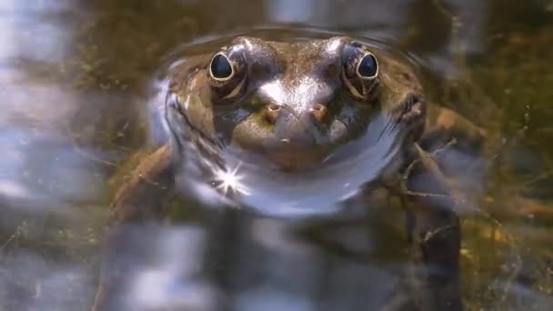 La rana verde se sienta en el agua, en un pantano en el reflejo de los rayos del sol al atardecer — Vídeo de stock