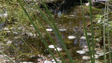 Sarı Kulaklı Zehirli Olmayan Yılan, Büyümüş Gölette Yüzüyor, Avını Arıyor