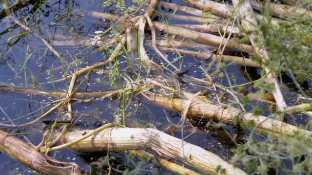 Nem mérgező kígyó sárga fülekkel úszik egy benőtt tóban, prédát keres — Stock videók