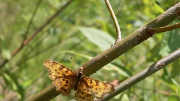 Furnica atacă un fluture frumos târându-se pe o ramură verde. 4K. Close up — Videoclip de stoc