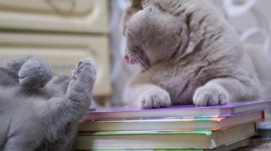 İki Gri İngiliz Kedisi Renkli Kitaplar Yığını 'nın üzerinde dinleniyor. Yakınlaştır. Kapat.