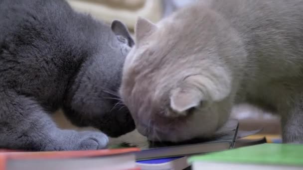 Two Playful Purebred Gray British Cats Lick a Stack of Books with Tongues. Zoom — Stock Video