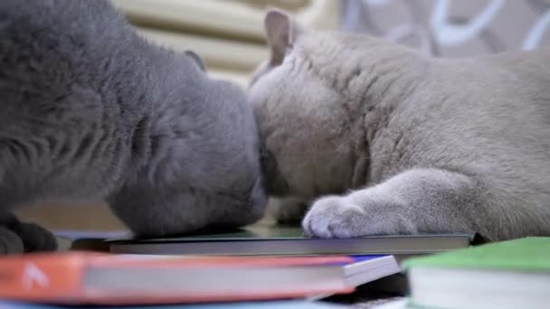 Dos gatos británicos grises luchan, Ataque con patas en una habitación con libros dispersos. 4K — Vídeo de stock