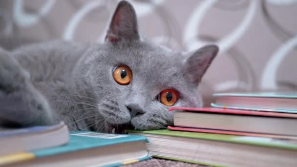 Gato doméstico britânico cinzento com olhos abertos, boca, presas, mastigas, mordidas Livros espalhados — Vídeo de Stock