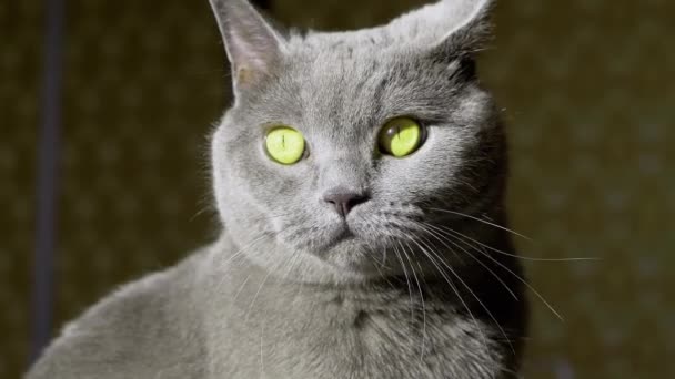 Portrét britské kočky v paprscích slunečního svitu za úsvitu, sedící v místnosti — Stock video