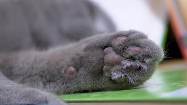 Cansado Gris British Home Cat con ojos verdes duermen en libros dispersos. Zoom: — Vídeos de Stock