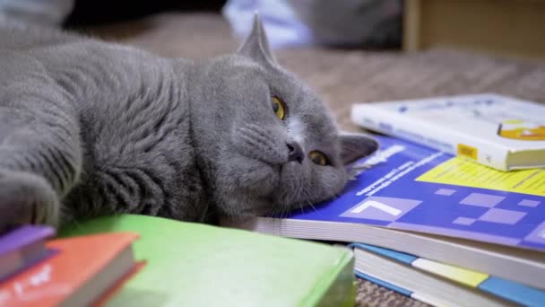 Tired Gray British Home Cat with Green Eyes Falls Asleep on Scattered Books 4K — стокове відео