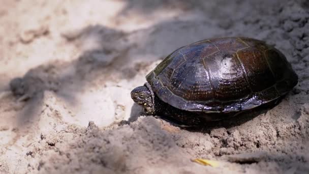 Europäische Teichschildkröte sitzt auf nassem, schmutzigem Sand im Schatten, auf Sonnenlicht — Stockvideo