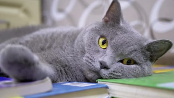 Szary brytyjski kot liże łapę z języczkiem, spoczywając na stosie kolorowych książek. 4K — Wideo stockowe