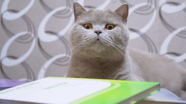 Gray British Cat è seduta, appoggiata su un mucchio di libri sparsi. Da vicino. — Video Stock