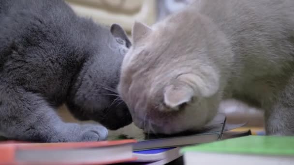 Zwei verspielte reinrassige graue Britische Katzen lecken einen Stapel Bücher mit Zungen. 4K — Stockvideo