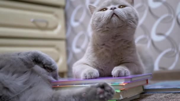 Δύο Gray British Cats αναπαύονται σε μια στοίβα από πολύχρωμα βιβλία. 4K. Κλείσε. — Αρχείο Βίντεο