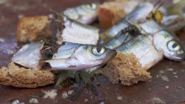 Mouchy, vosy, mravenci se plazí a jedí mrtvé, shnilé hlavy pohřešované ryby — Stock video