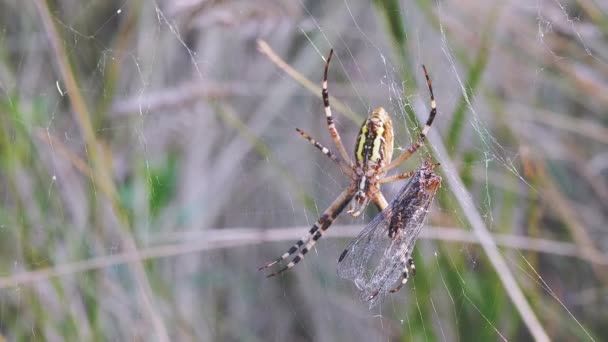 Wasp Spider siedzi w sieci z złapaną muchą. Powiększ. Zamknij drzwi. Zwolniony ruch — Wideo stockowe