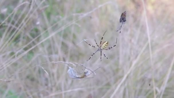 Wasp Spider est assis dans une toile avec une libellule attrapée et une mouche. 4K. Gros plan — Video