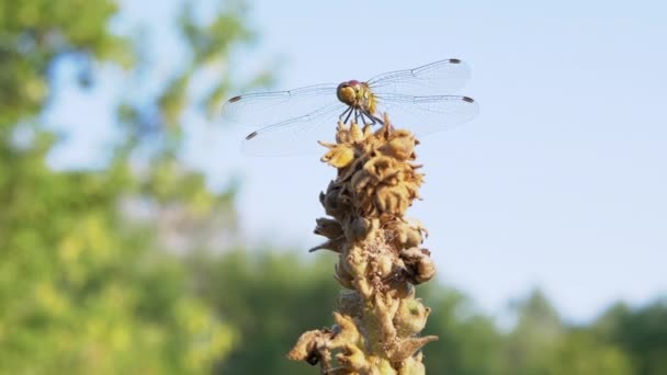 Yellow Dragonfly zit op een droge bloem, zwaait in de wind in het groene bos. 4K — Stockvideo