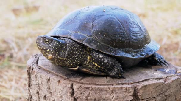 La tortue de l'étang européen est assise sur une souche d'arbre dans la forêt. 4K. Gros plan — Video