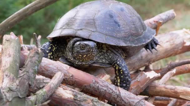 European Pond Turtle Sits on Dry Log in φυλλοβόλο δάσος. 4K. Κλείσε. — Αρχείο Βίντεο