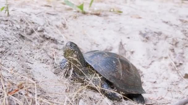 La tortuga estanque europea se arrastra lentamente a lo largo de la arena sucia en el bosque. 4K. De cerca. — Vídeo de stock