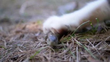 Kedi Pençeli Pençeli Küçük Yeşil Kertenkele 'ye Saldırıyor. Kapat.