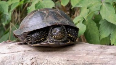 Avrupa Gölet Kaplumbağası Yapay Ormanda Kuru Kütüğe Oturuyor. 4 bin. Kapat.