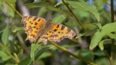 Güzel, benekli turuncu kelebek ormandaki yeşil yaprağın üzerinde dinleniyor. Büyüt