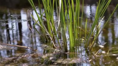 Güzelim Yeşil Sazlıklar Göldeki Su 'da büyüyor. Kapatın. Yavaş çekim