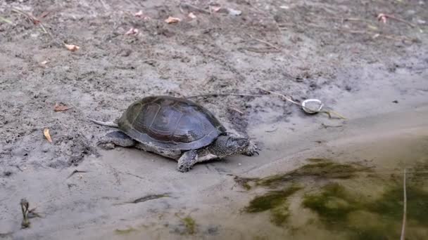 European Pond Turtle powoli czołga się wzdłuż Brudnej Piasku do rzeki. Zamknij się. — Wideo stockowe