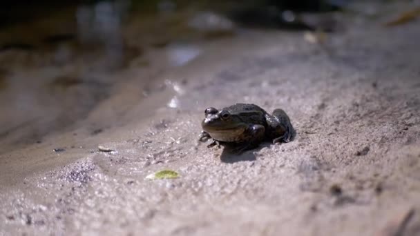 Gröna vass groda sitter på våt sand i solstrålar vid solnedgången nära floden — Stockvideo